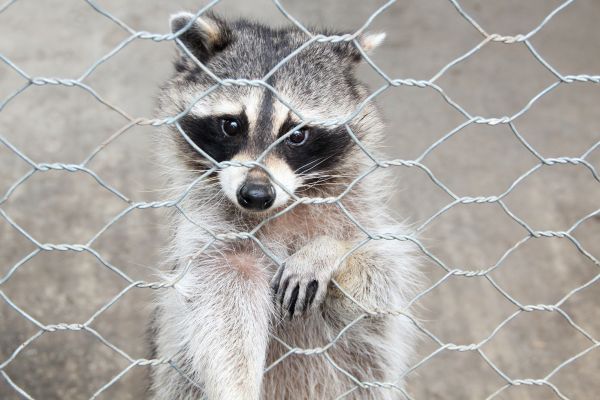 Lawrenceville Wildlife Removal