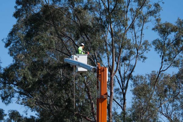 Lawrenceville Tree Trimming