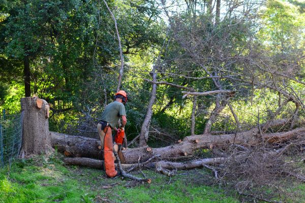 Lawrenceville Tree Removal